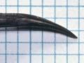 Wrybill’s curved bill 