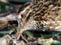 Chatham Island snipe