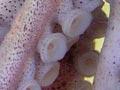 Preserved paper nautilus 