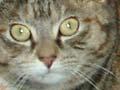 Zac the cat
