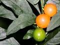 Jerusalem cherry