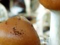 Magic mushroom