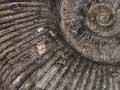 Jurassic fossils 