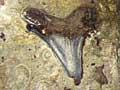 Cretaceous fossils 