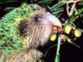 Audio: Kākāpō