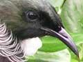 Audio: Tūī