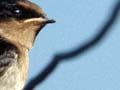 Welcome swallow