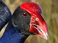 Pūkeko 