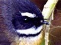 Fantail