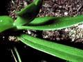 Epiphytic orchid