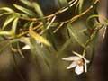 Winika orchid 