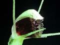 Spider orchid