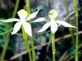 <em>Adenochilus gracilis</em>