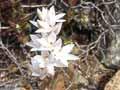 Sun orchid