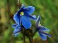 Swamp orchid
