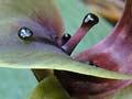 Vagrant orchid