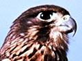 New Zealand falcon