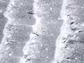 Ripples in seafloor sediment