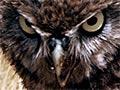 Little owl