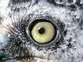 Morepork chick