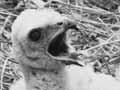 Harrier chicks