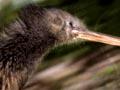North Island brown kiwi dashing through native bush