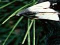 Nesting white-backed magpies