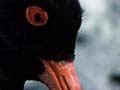 South Island pied oystercatcher with eggs