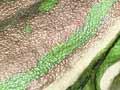 Audio: Green and golden bell frog