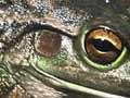 Audio: Southern bell frog