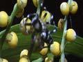 Video: A spider jumping