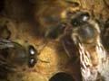 Video: Waggle dance