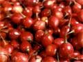 Preparing tamarillos for export