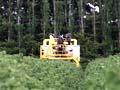 Harvesting blackcurrants