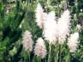 Pampas