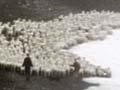 Driving sheep around the coast 