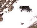 High-country muster