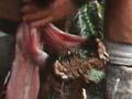 Video: Skinning possums