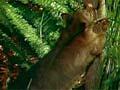 Possum destruction of forest
