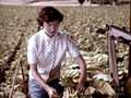 Video: Picking tobacco