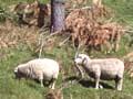Agroforestry
