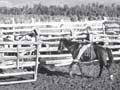 Video: South Westland cattle drive, 1951