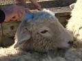 Video: Drafting lambs