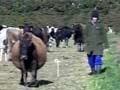 Nitrate poisoning of cattle