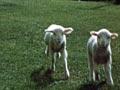 Canterbury lamb