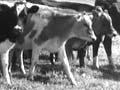 Intensification of dairy farming