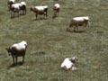 Video: Moving an electric fence