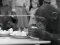 Video: Chimp tea party