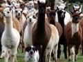 Alpaca farming