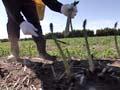 Video: Asparagus harvest, 2008